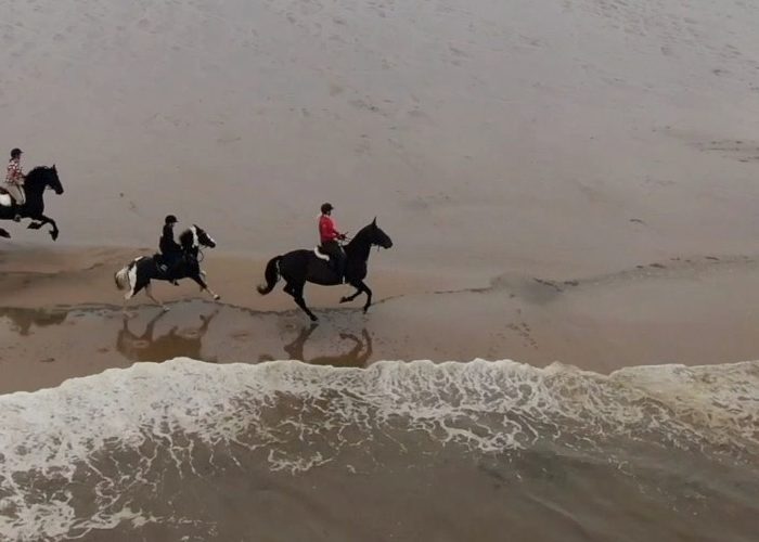 Banner photo - services - equestrian and sport - horses on beach